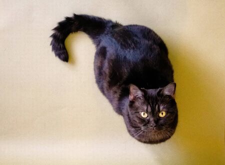Pets, a fluffy gray adult cat, lies on an orange background and looks at the camera. Cat top view isolated on orange background in studio, place for text from above. Copyspace. Bannerの写真素材