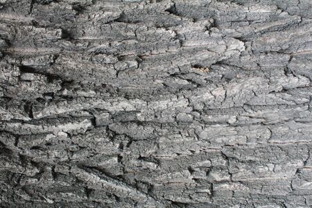 Texture of gray tree bark for 3D modeling. Tree with gray bark, backgroundの写真素材