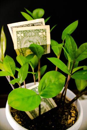 money tree with dollars on a dark background.の写真素材