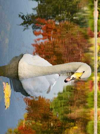 One white swan swims on autumn background on lake. Yellow leaves side viewの写真素材