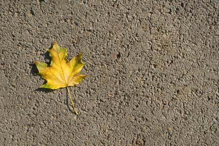 Yellow autumn maple leaf on grey asphalt. View from the top
