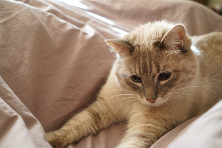 Front view of a cute beautiful Siamese breed cat on a classic brown blanketの写真素材