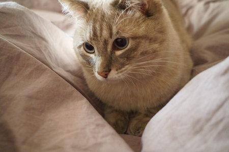 Front view of a cute beautiful Siamese breed cat on a classic brown blanketの写真素材