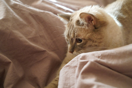 Front view of a cute beautiful Siamese breed cat on a classic brown blanketの写真素材