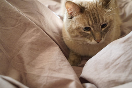 Front view of a cute beautiful Siamese breed cat on a classic brown blanketの写真素材