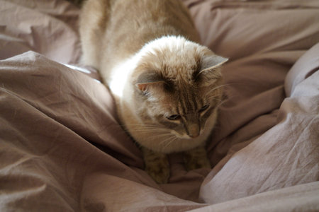 Front view of a cute beautiful Siamese breed cat on a classic brown blanketの写真素材