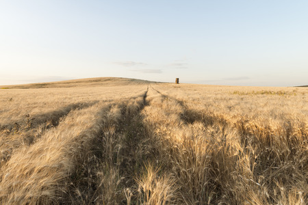 Wheat field at sunset with a lone construction in the middle and with a clear sky in the backgroundの写真素材