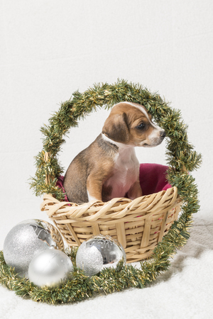 Puppy inside a basket with Christmas decorations on a white background.の写真素材