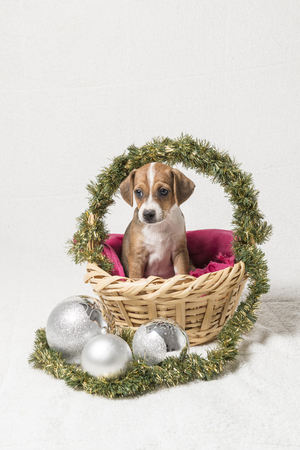 Puppy inside a basket with Christmas decorations on a white background.の写真素材