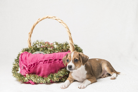 Puppy next to a a basket with Christmas decorations on a white backgroundの写真素材