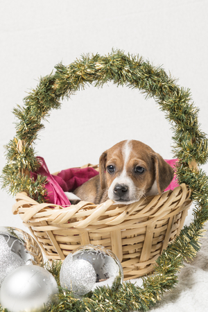 Puppy inside a basket with Christmas decorations on a white background.の写真素材