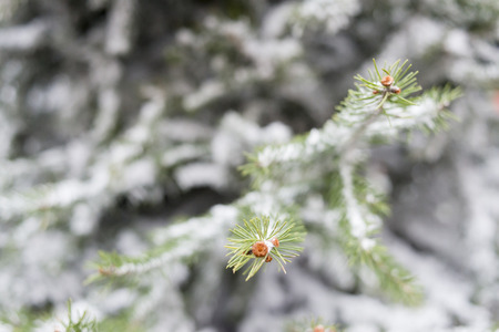 Christmas scene of pine branches covered with snow.