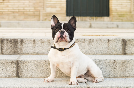 Urban scene. Dog sitting on a stairs in the street.の写真素材