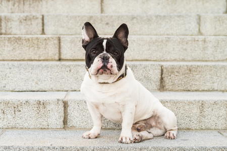 Urban scene. Dog sitting on a stairs in the street.の写真素材