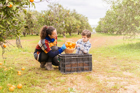 Woman and child in an orange grove picking oranges.の写真素材