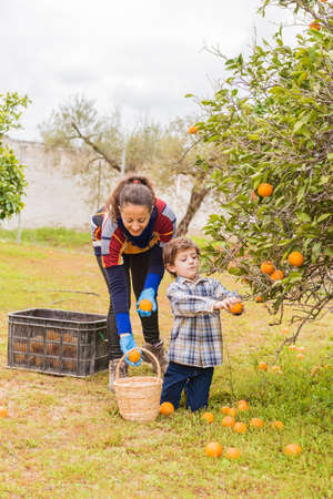 Woman and child in an orange grove picking oranges.の写真素材