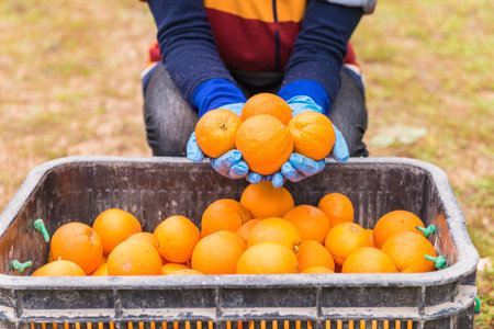Detail of the hands of a woman holding some oranges, next a box full of oranges.の写真素材