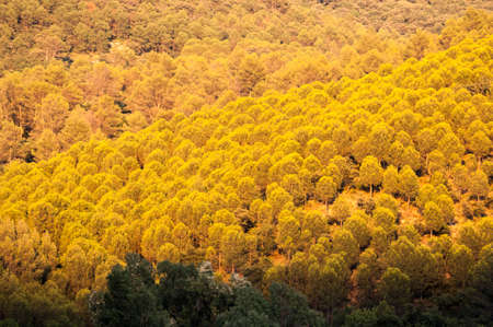 Pine forest on a mountainside beautifully illuminated in the warm light of sunset.