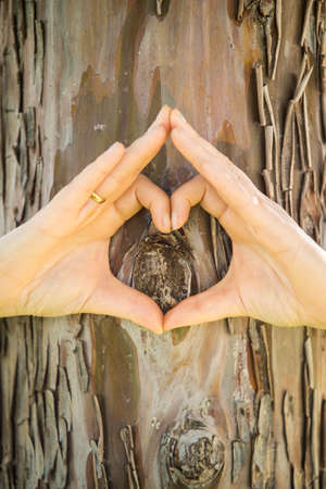 Detail of hands making the shape of a heart with a tree trunk in the background. Conceptual image of love of nature.の写真素材