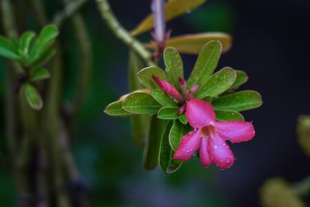 clean and vibrant tiny pink flower after the rainのeditorial素材