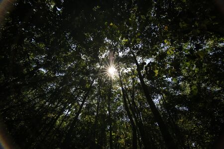 Sunshine shining through tree branch