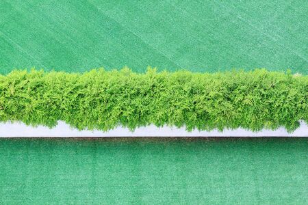 A landscape shot of the plants arrangement with green carpet to compliment it.の写真素材