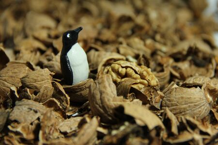 isolated half walnut
