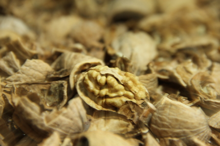 isolated half walnutの写真素材