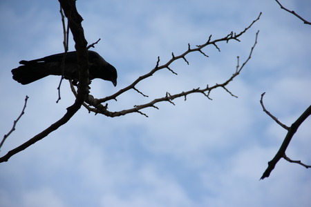 seagull, crow, in the air, flying birds, birds in the city, birds descending to the cityの写真素材