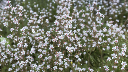 Small white flowers with a bright pink background. Close up.の写真素材