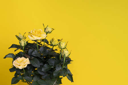 A bouquet of yellow roses on a yellow background. The concept of minimalism. A card with a copy of the place for the text. Greeting card layout. Mockup.の写真素材