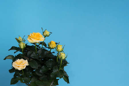 A bouquet of yellow roses on a blue background. The concept of minimalism. A card with a copy of the place for the text. Greeting card layout. Mockup.の写真素材