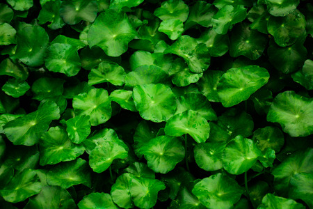 beautiful green leaf backgroundの写真素材