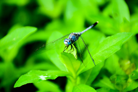 blue dragonfly on a green grass leafの写真素材