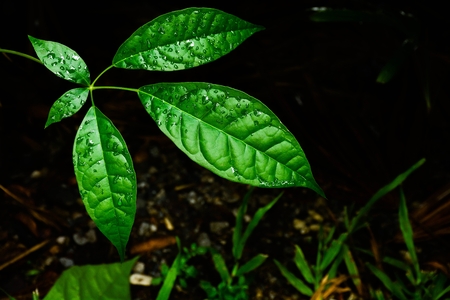 drop water on green leaf after rain