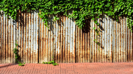 old and rusty galvanized iron wall with ivy texture