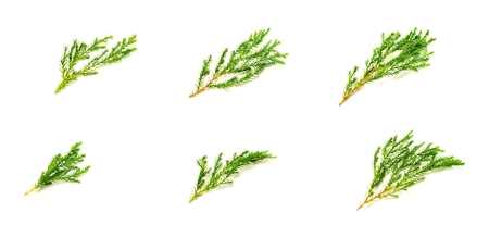 collection of green pine leaves and twig isolated on white background.