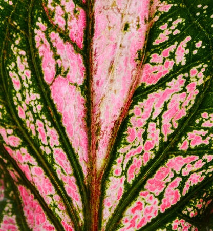 pink and green caladium bicolor leaves texture - backgroundの写真素材