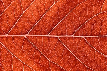 close up red leaf texture