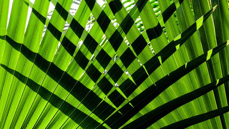 Lines and textures of green palm leavesの写真素材