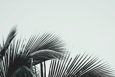 palm coconut leaf - vintage style