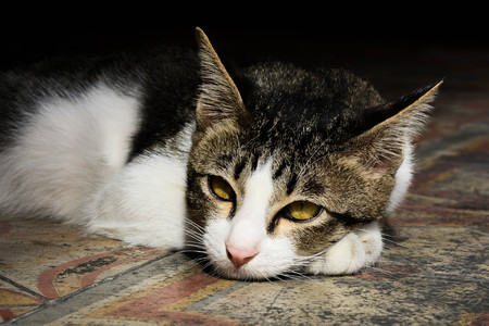 lazy cat