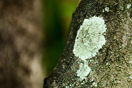 grey lichens on the branch