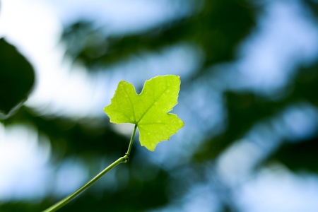 close up green leaf texture