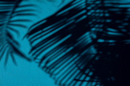 shadow of palm leaves on blue concrete wall