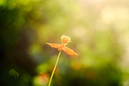 orange sulfur cosmos flowerの写真素材