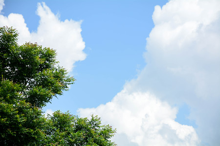 Branch green leaf on blue sky background