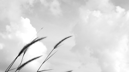 grass flower in the nature - monochromeの写真素材
