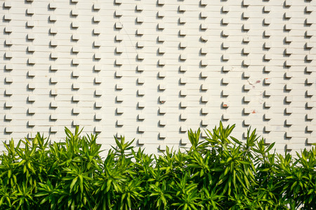 exterior design of garden - plant front the cement wallの写真素材