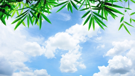 green bamboo leaves and the blue skyの写真素材